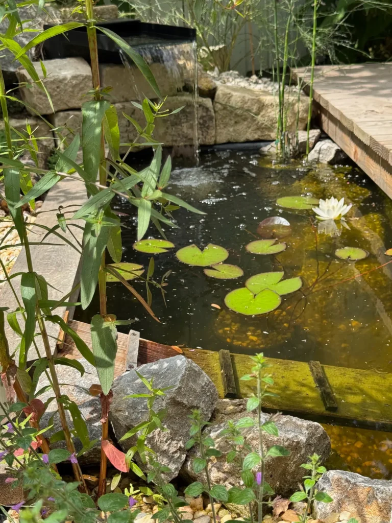 Mini-Teich mit Seerose und Ufervegetation