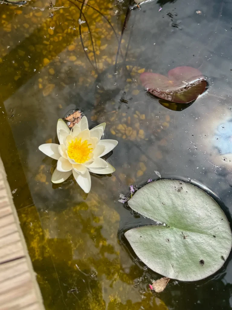 Mini-Teich mit Seerose