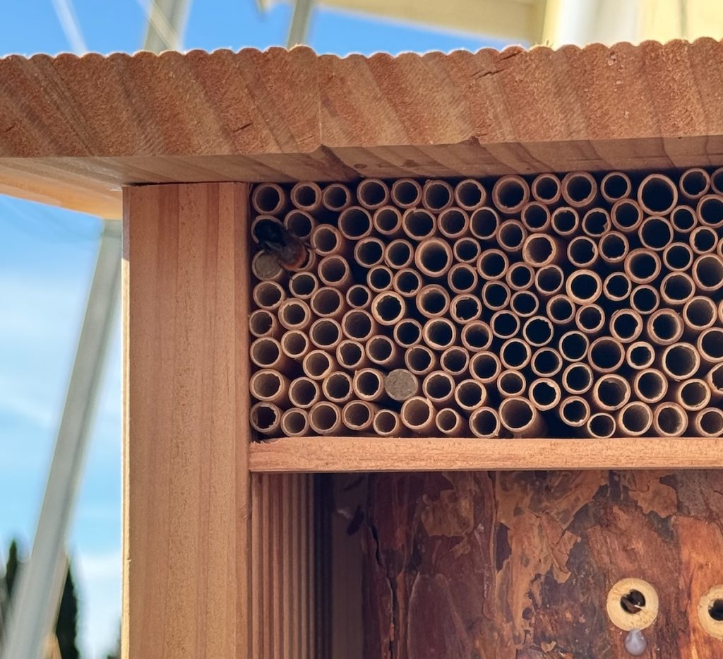 Nahaufnahme einer Wildbienennisthilfe