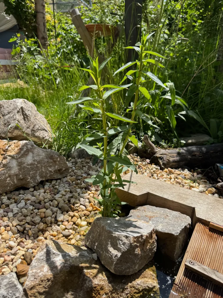 Uferzone eines Mini-Teichs mit Blutweiderich.