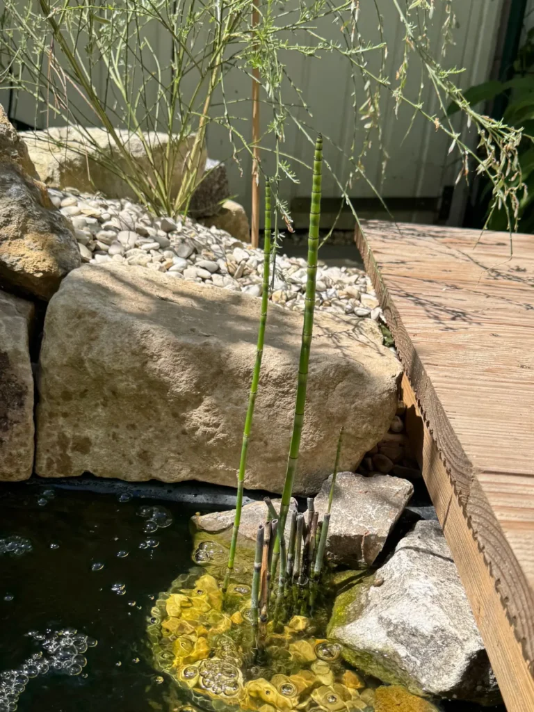 Schachtelhalm-Pflanze in einem Mini-Teich.