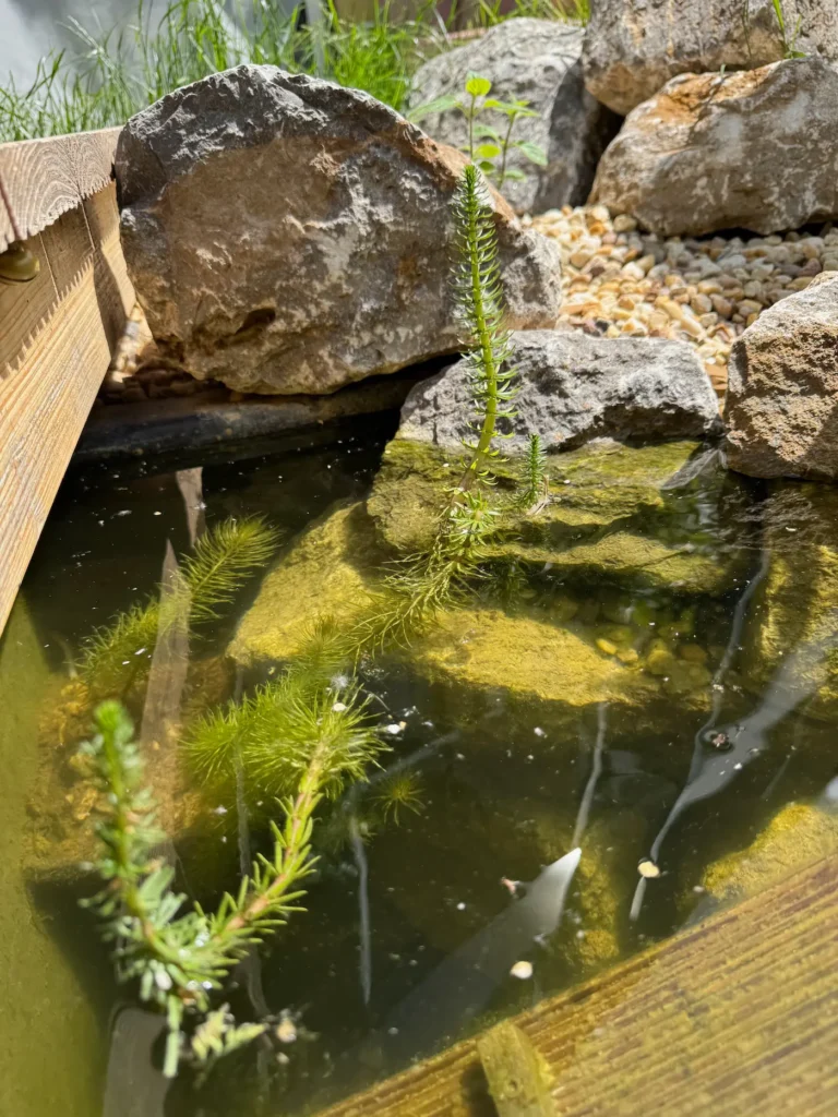 Tannenwedel Wasserpflanze in einem Mini-Teich.