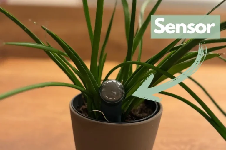 Deine Zimmerpflanzen immer im Blick: Unser Produkttest zum Fyta Beam und Fyta Hub Zimmerpflanze auf Tisch mit smartem Pflanzen-Sensor