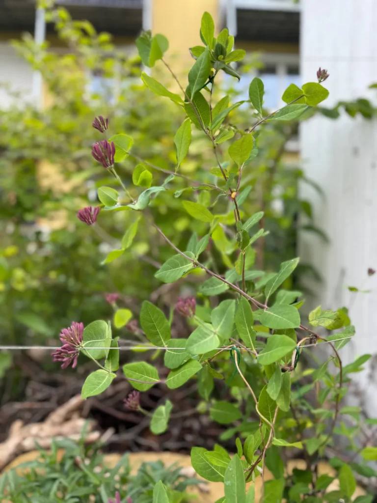 Immergrünes Geißblatt kurz vor der Blüte
