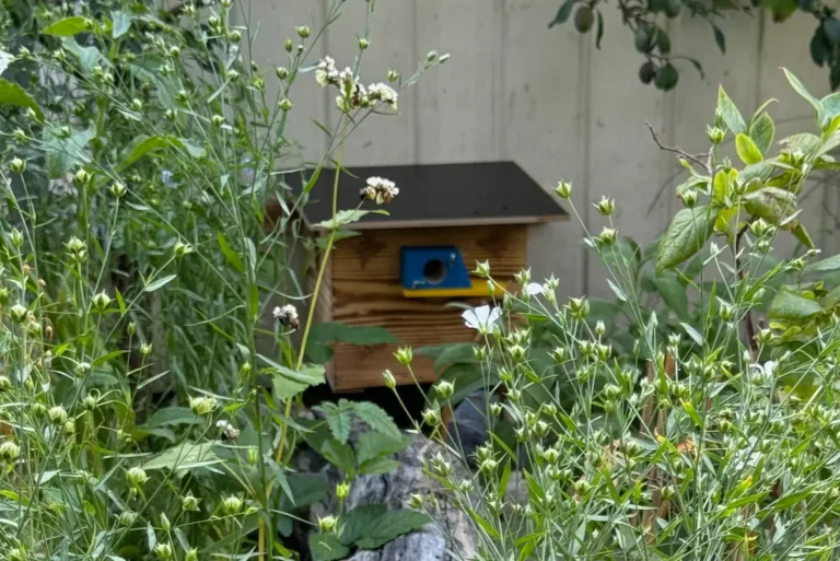 Hummelkasten aufstellen: Tipps für einen hummelfreundlichen Garten Hummelkasten versteckt hinter einer Wildblumenwiese