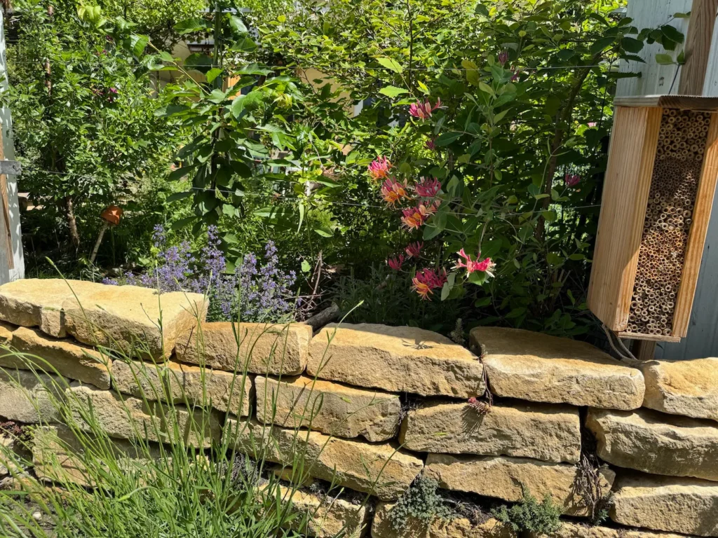 Natursteinmauer und ein immergrünes Geißblatt in der Blüte.