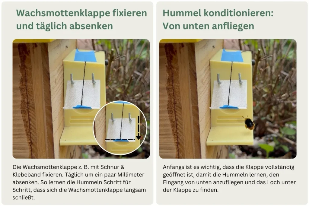 Infografik zur Wachsmottenklappe am Hummelkasten mit Anleitung zum langsamen Absenken und zur Konditionierung der Hummeln.