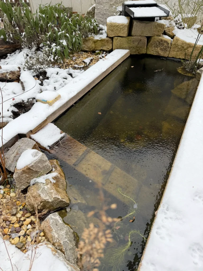 Teilweise eisfreier Gartenteich im Winter als wichtige Wasserquelle für Vögel und Wildtiere