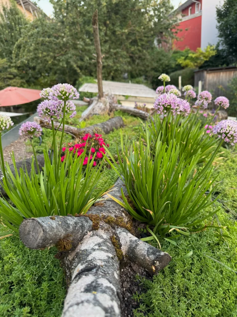 Gründach mit Sedum und Berglauch bewachsen, sowie Totholzelementen