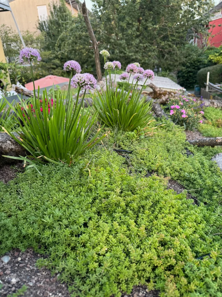 Gründach mit Sedum und Berglauch bewachsen