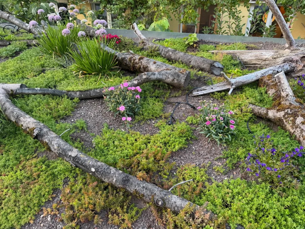 Gründach mit Sedum und Berglauch bewachsen, sowie Totholzelementen