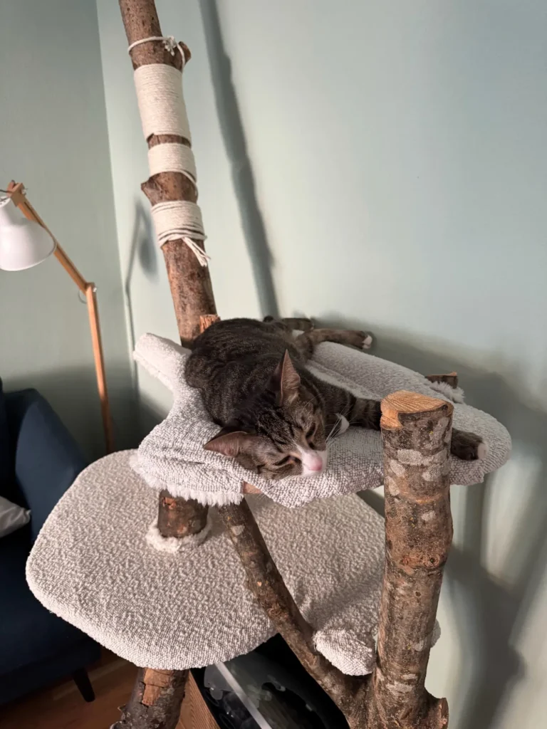 Eine Katze streckt sich auf einem selbstgebauten Katzenbaum, der mit weißem Stoff überzogen ist.