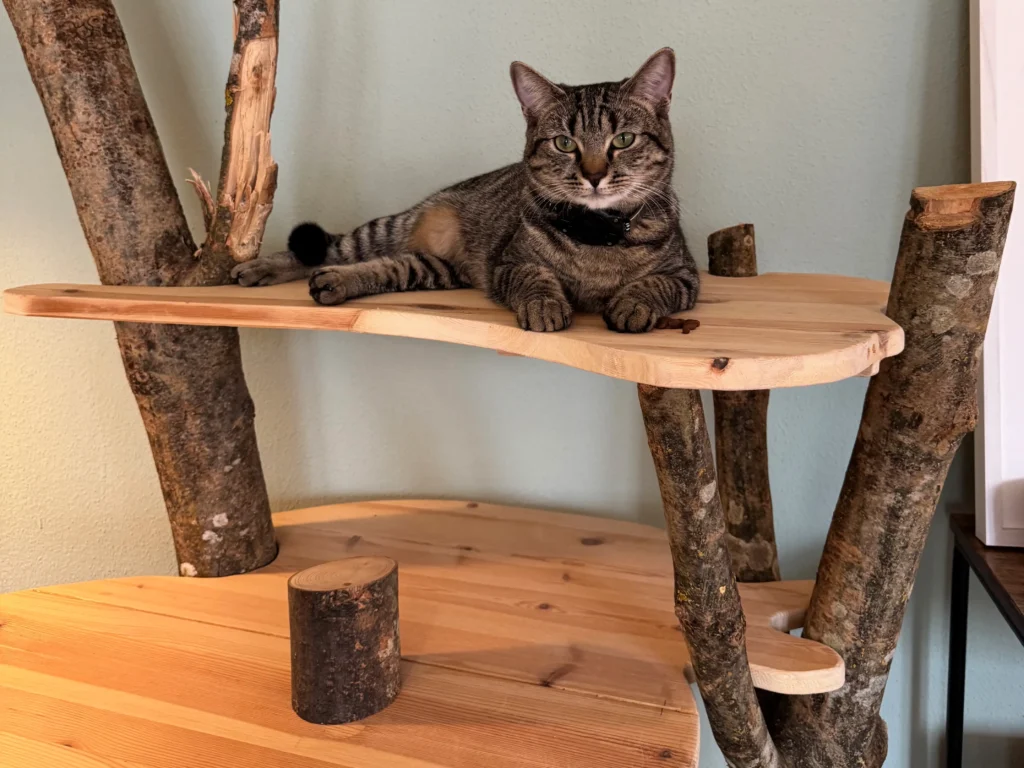 Eine Katze liegt auf einem Kratzbaum mit Etagen.