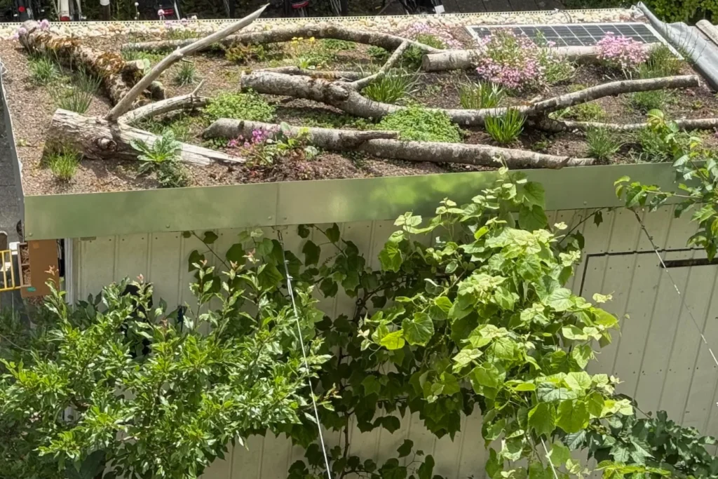 Gartenhausdach mit Totholz und blühenden Stauden. Eine Weinrebe wächst am Haus hoch.
