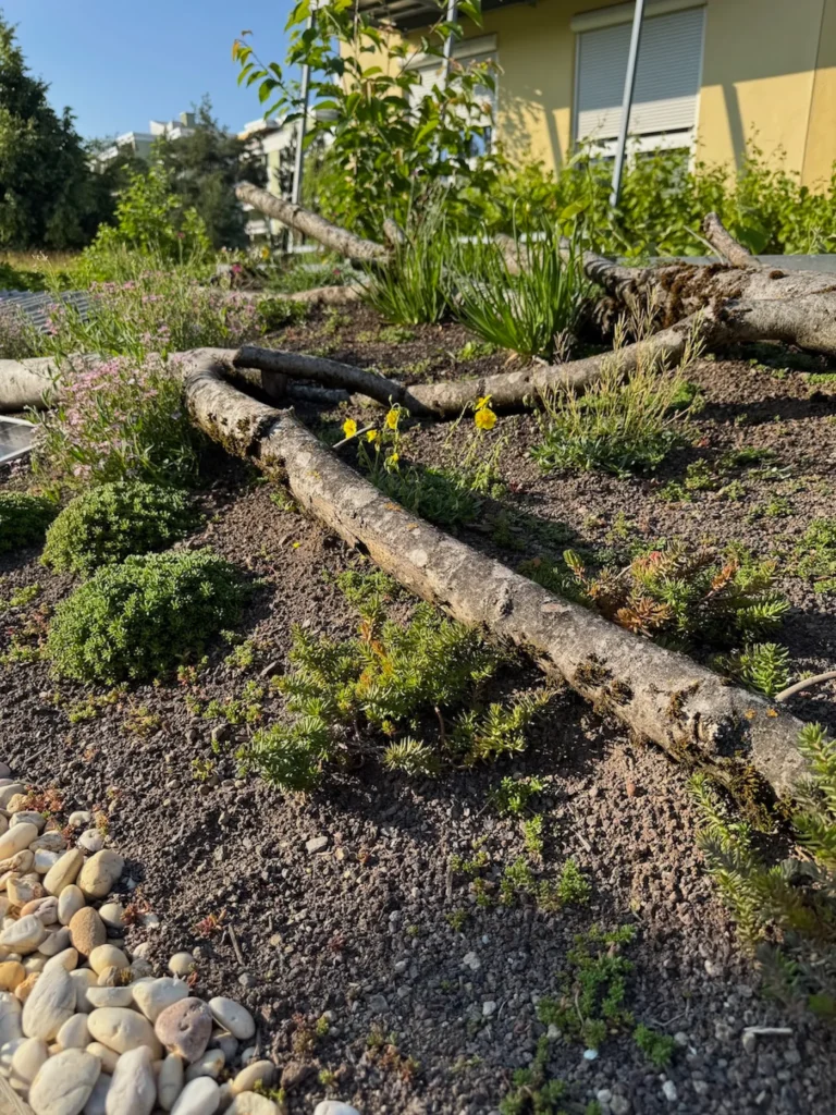 Dachfläche mit Totholz und blühenden Stauden und Sukkulenten.