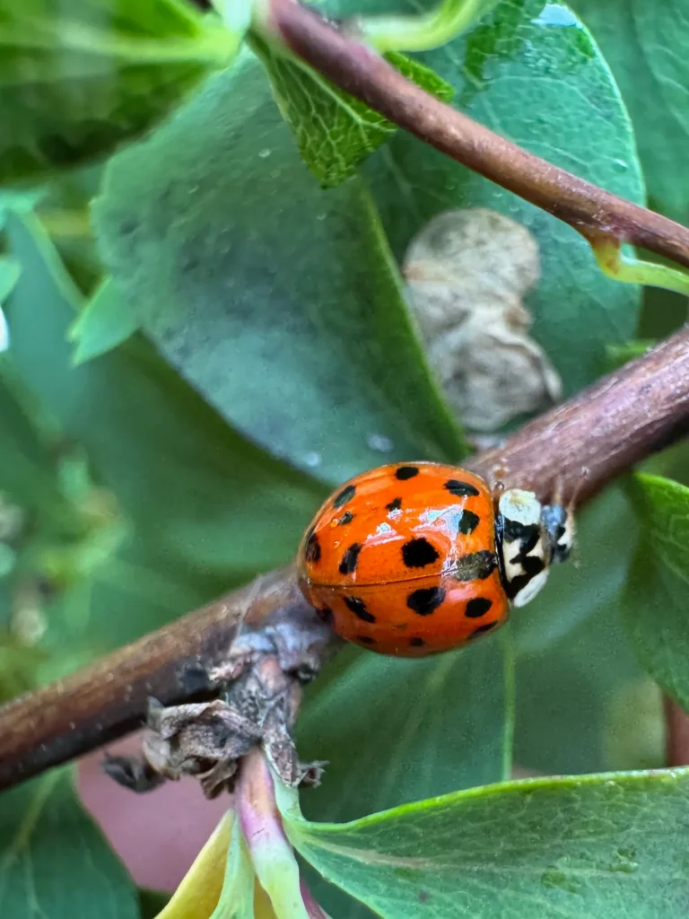 Asiatischer Marienkäfer auf einem Zweig.