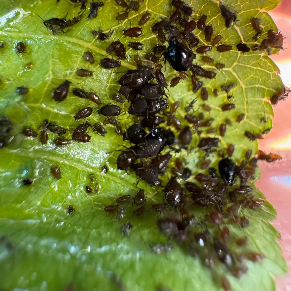 Viele Blattläuse auf einem grünen Blatt.