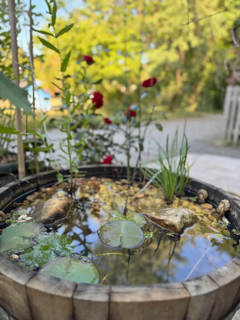Mini-Teich in einem Weinfass, mit Wasser befüllt und bepflanzt.