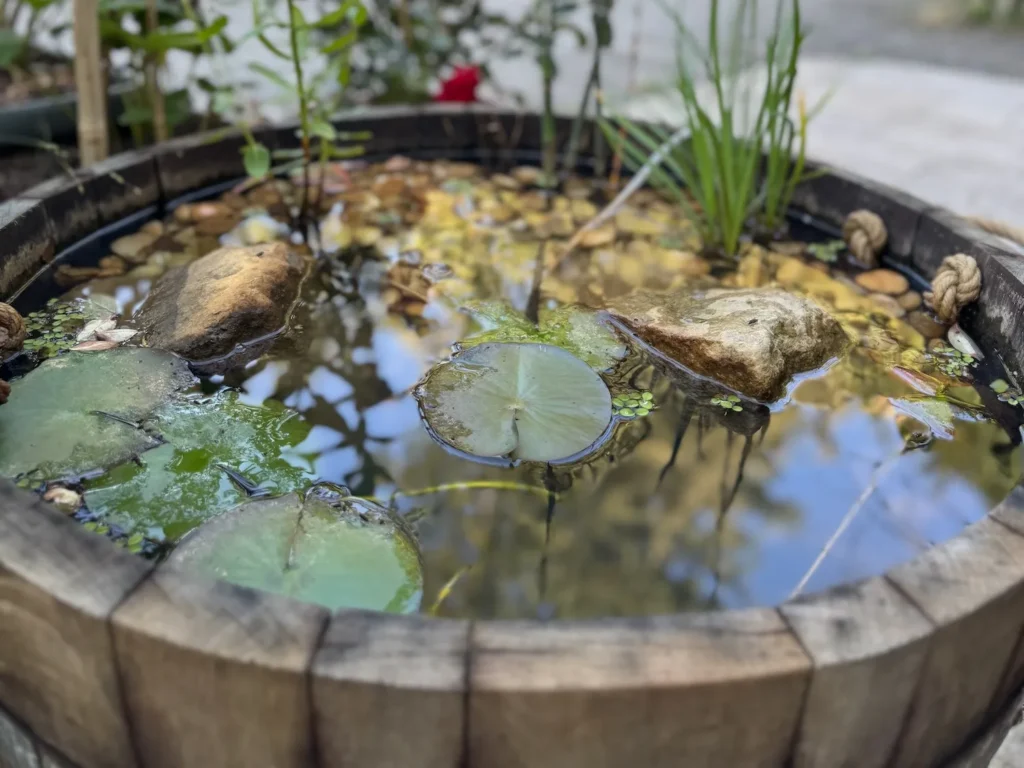Mini-Teich in einem Weinfass, mit Wasser befüllt und bepflanzt.