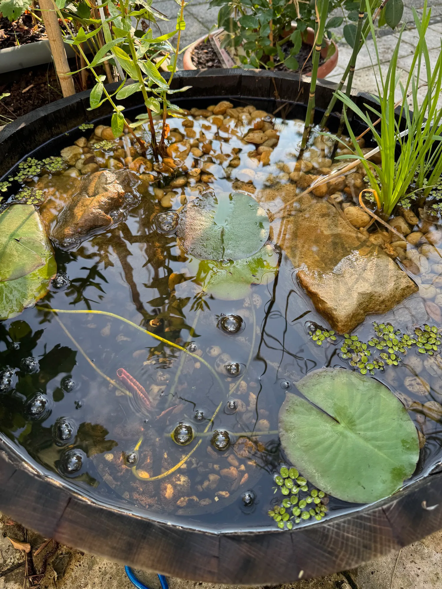 Bienentränke 8er Set – Schwimmende Harzblumen Als Wasserstelle Für Bienen, Vögel & Schmetterlinge, UV-beständig, Für Garten, Teich, Balkon – ästhetisch & Funktional Bienentränke 8er Set – Schwimmende Harzblumen Als Wasserstelle Für Bienen, Vögel & Schmetterlinge, UV-beständig, Für Garten, Teich, Balkon – ästhetisch & Funktional