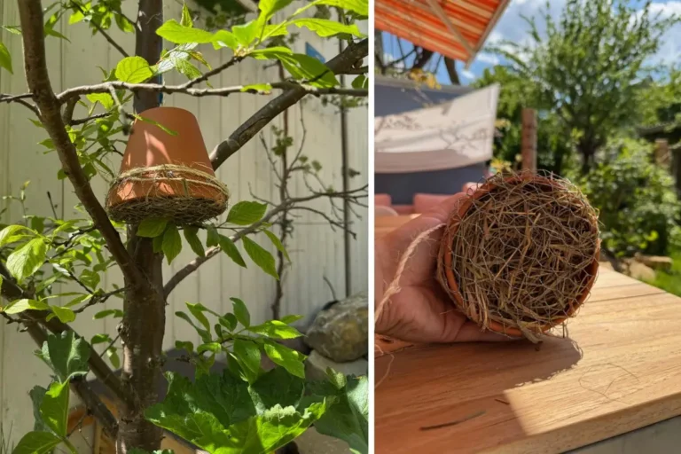 Ein Ohrwurmhotel hängt an einem Baum. In einer zweiten Perspektive sieht man die Füllung aus Stroh.