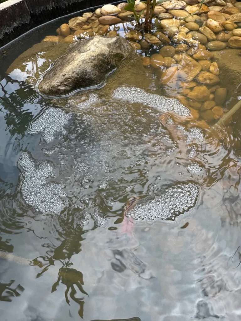 Wasseroberfläche eines Miniteichs, mit vielen Sauerstoffblasen.