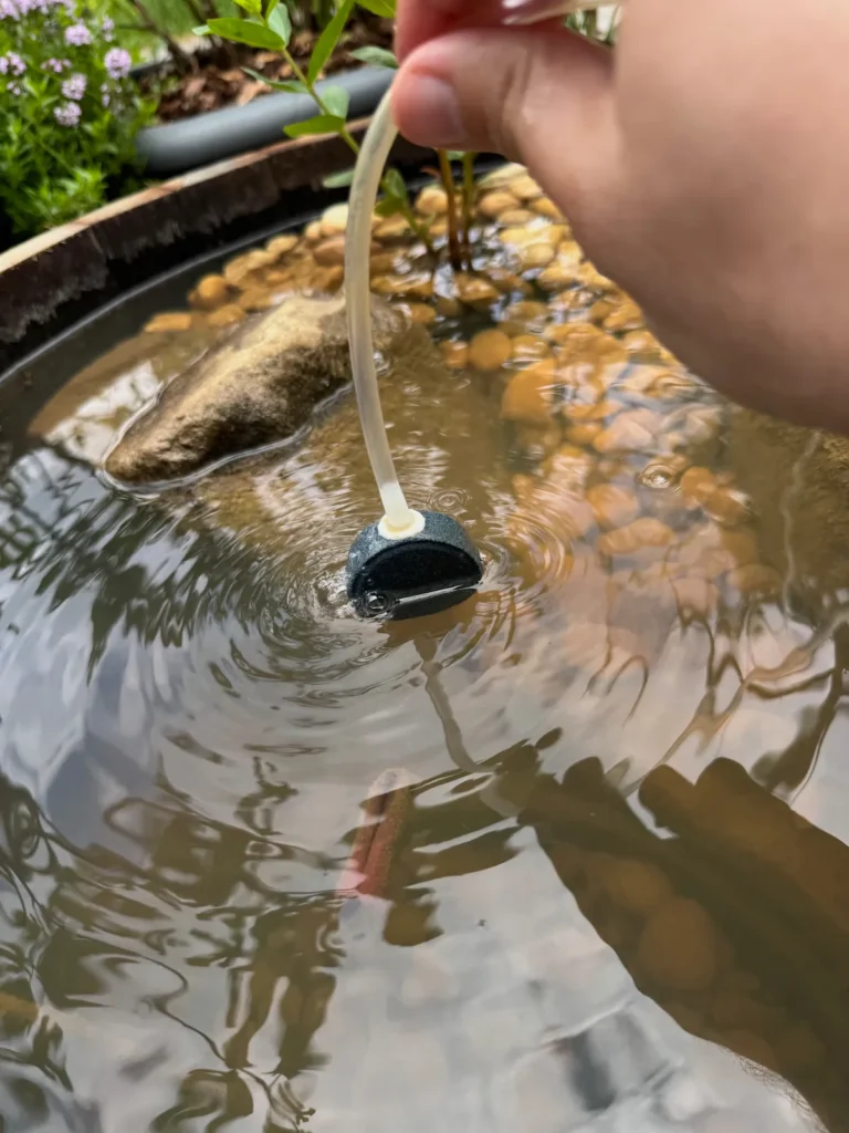 Schlauch von einem Wasserbelüfter, der gerade in den Miniteich gelegt wird.