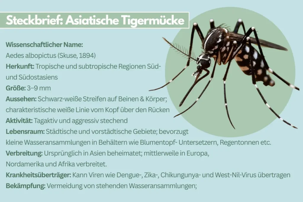 Steckbrief der asiatischen Tigermücke.