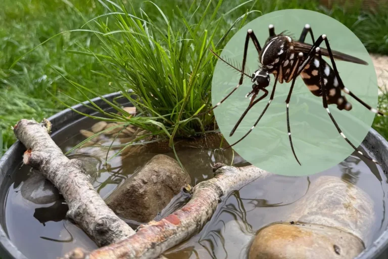 Die Asiatische Tigermücke ist auf dem Vormarsch – und wir können etwas dagegen tun! Kleines stehendes Biotop in einer Schale mit einem Foto der Steckbrief der asiatischen Tigermücke.