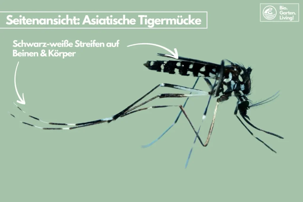 Seitenansicht der asiatoschen Tigermücke