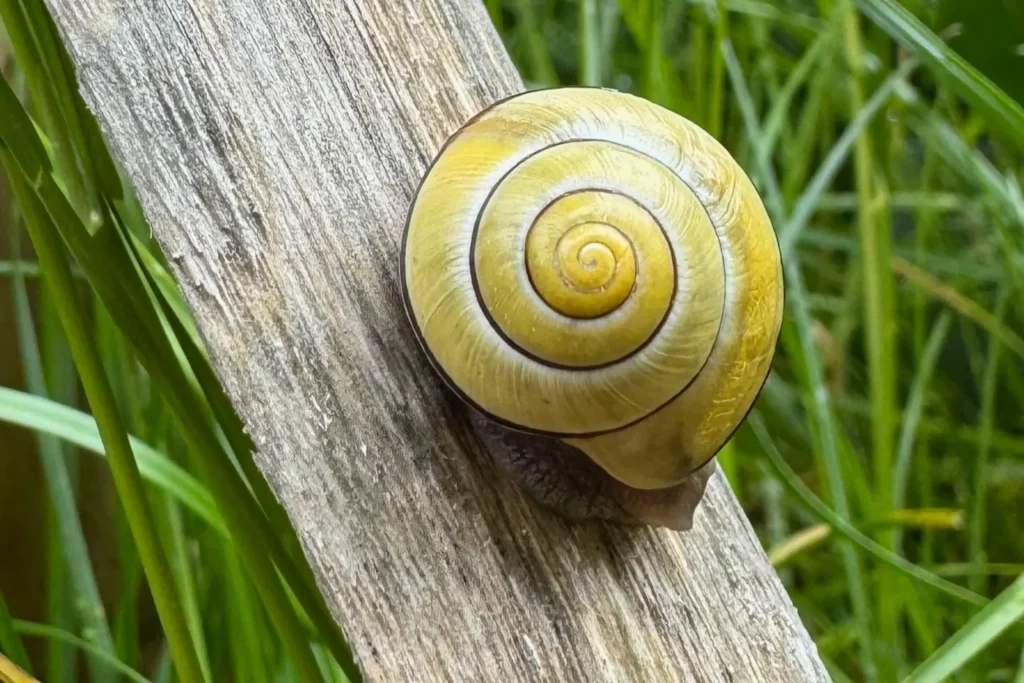 Eine Bänderschnecke auf einem Zaunpfahl