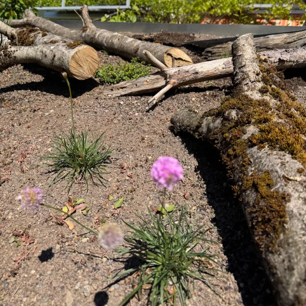 Ein neu angelegtes Biodiversitätsdach mit Totholz und einer blühenden Blume.