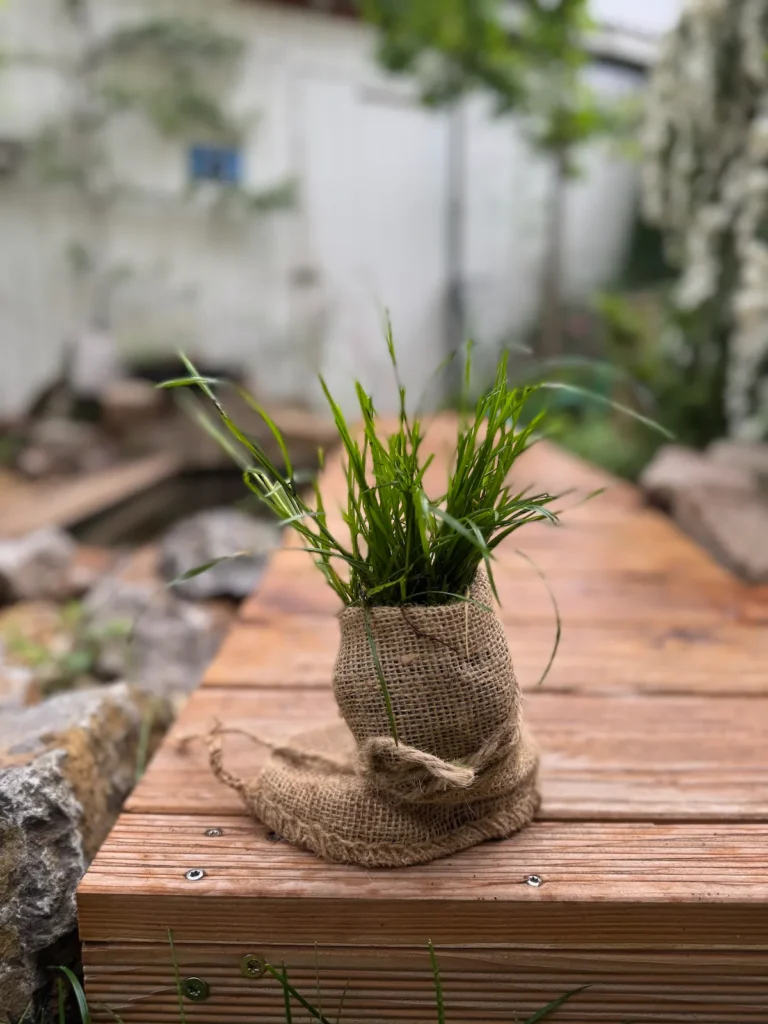 Gras mit Wurzelballen in einen Jutesack eingewickelt, steht auf einem Holzsteg.