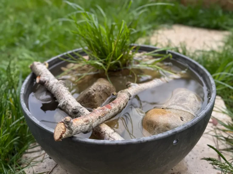DIY Bienentränke: So baust du ein selbstreinigendes Mini-Biotop für Bienen & Insekten Mini-Biotop in einer Kunststoffschale mit Holzästen, Steinen und Gras.