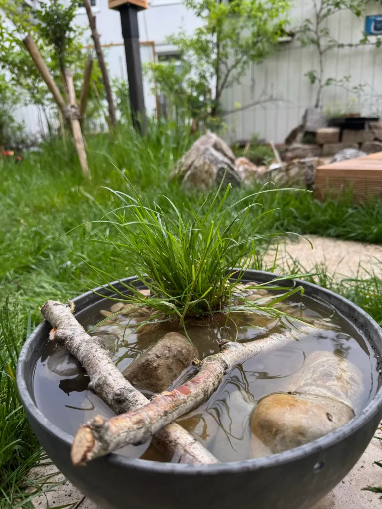 Mini-Biotop, mit Wasser befüllt und bepflanzt
