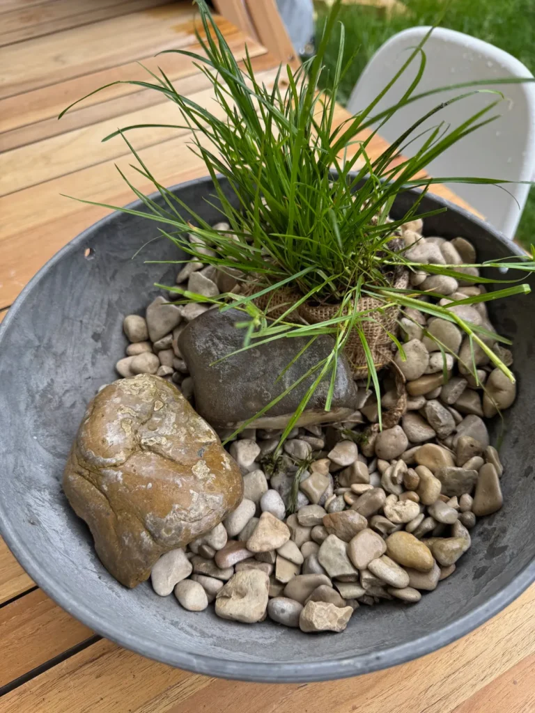 Fertig bepflanztes Mini-Biotop, ohne Wasser.