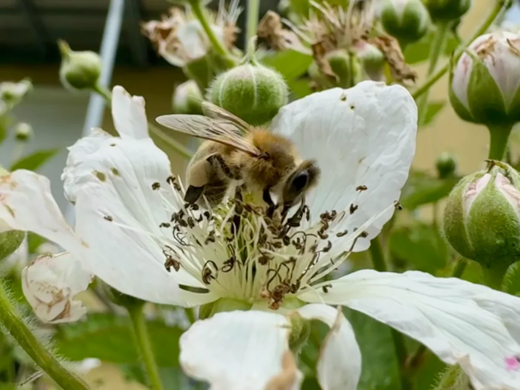 Eine Honigbiene sitzt in einer Brombeer-Blüte.