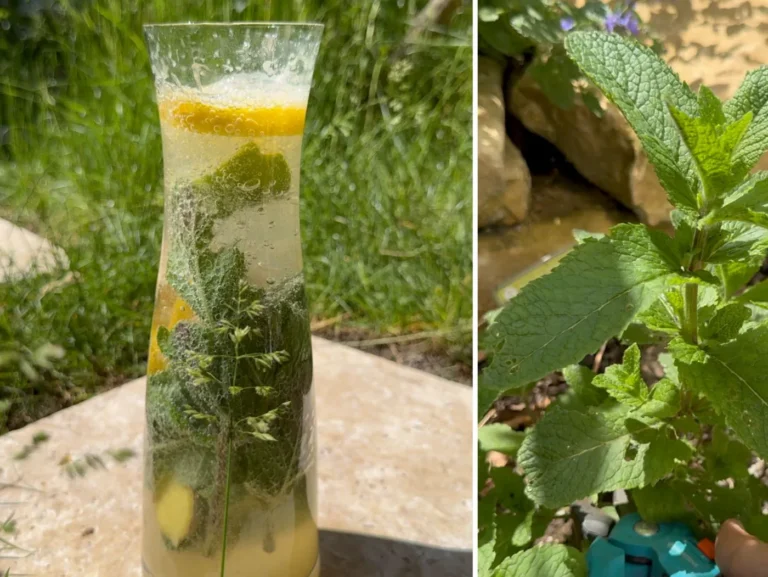 Karaffe mit selbstgemachter Limonade.