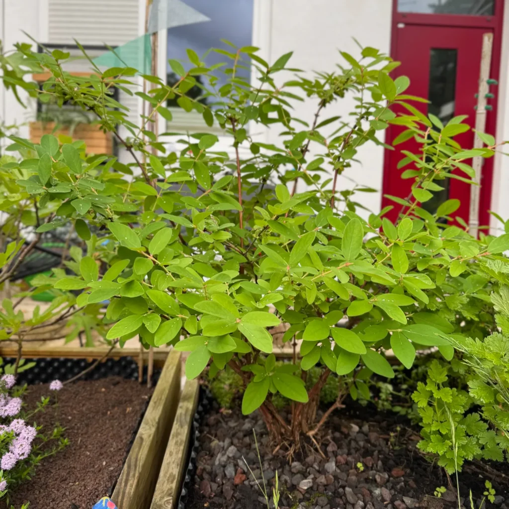 Maibeere in einem Beet eingepflanzt, vor einem Reihenhaus.
