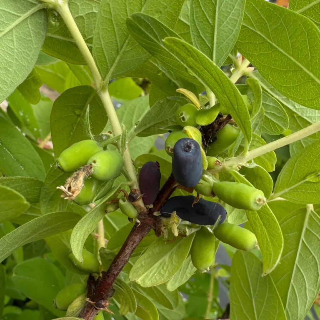 Reife und noch unreife Maibeeren-Früchte, die am Strauch hängen