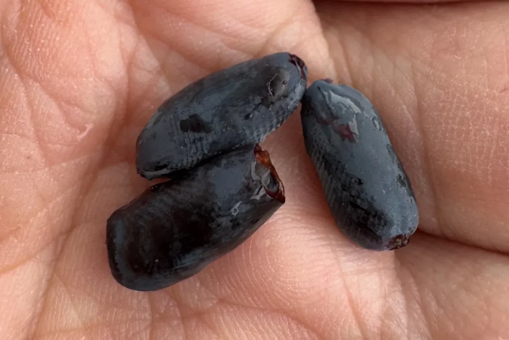 Reife Maibeeren in einer Handfläche