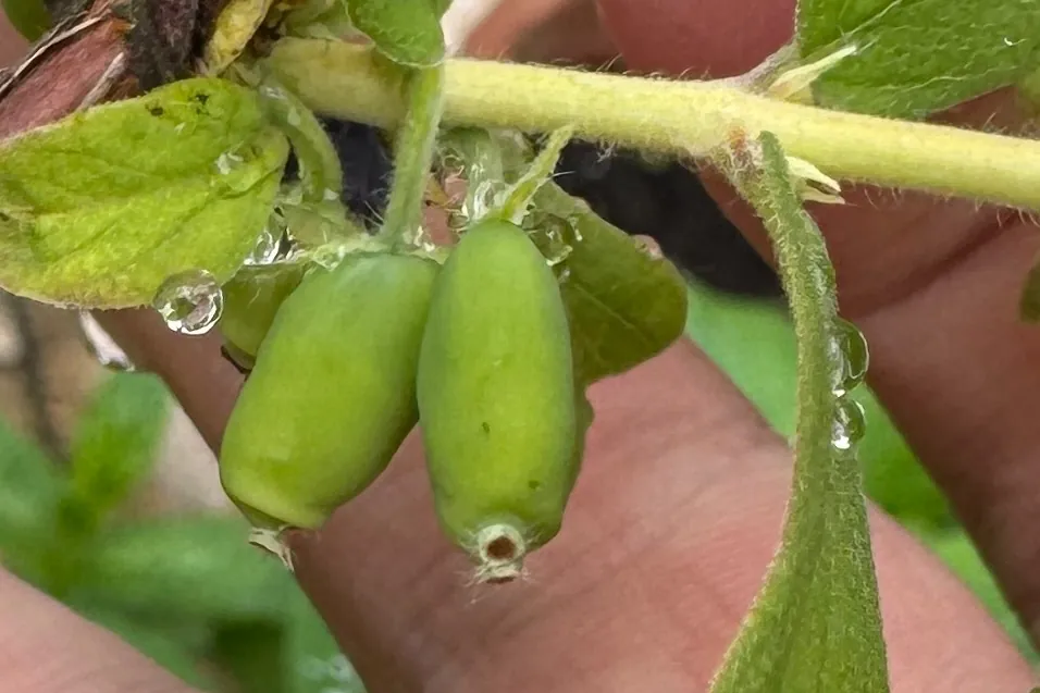 Grüne, unreife Maibeeren