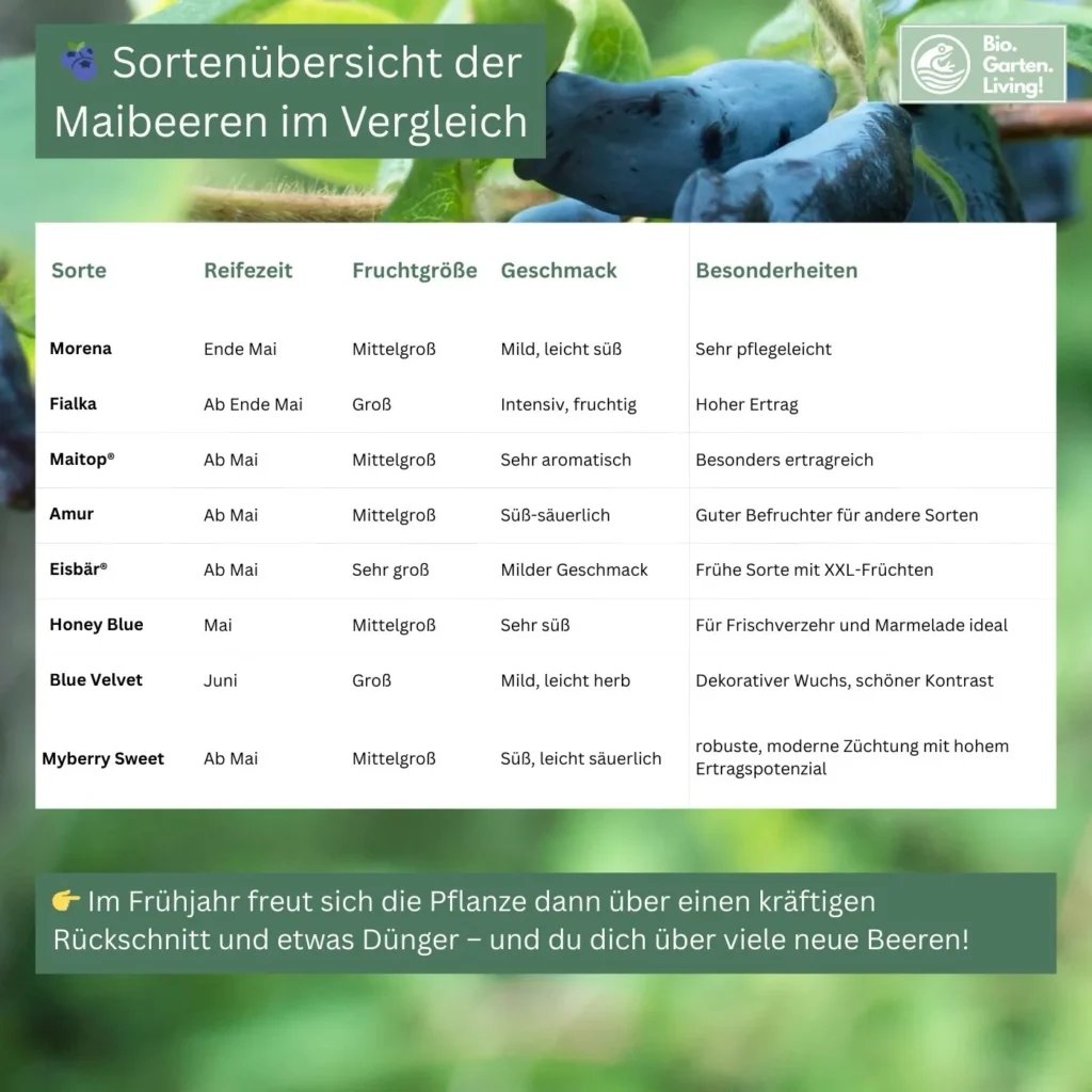 Tabelle mit verschiedenen Maibeeren-Sorten