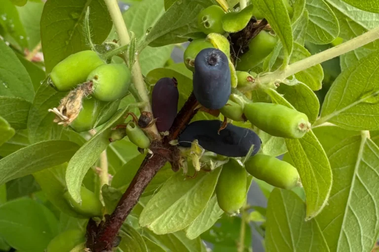 Maibeere: Die sibirische Blaubeere für deinen Garten Reife und noch unreife Maibeeren-Früchte, die am Strauch hängen