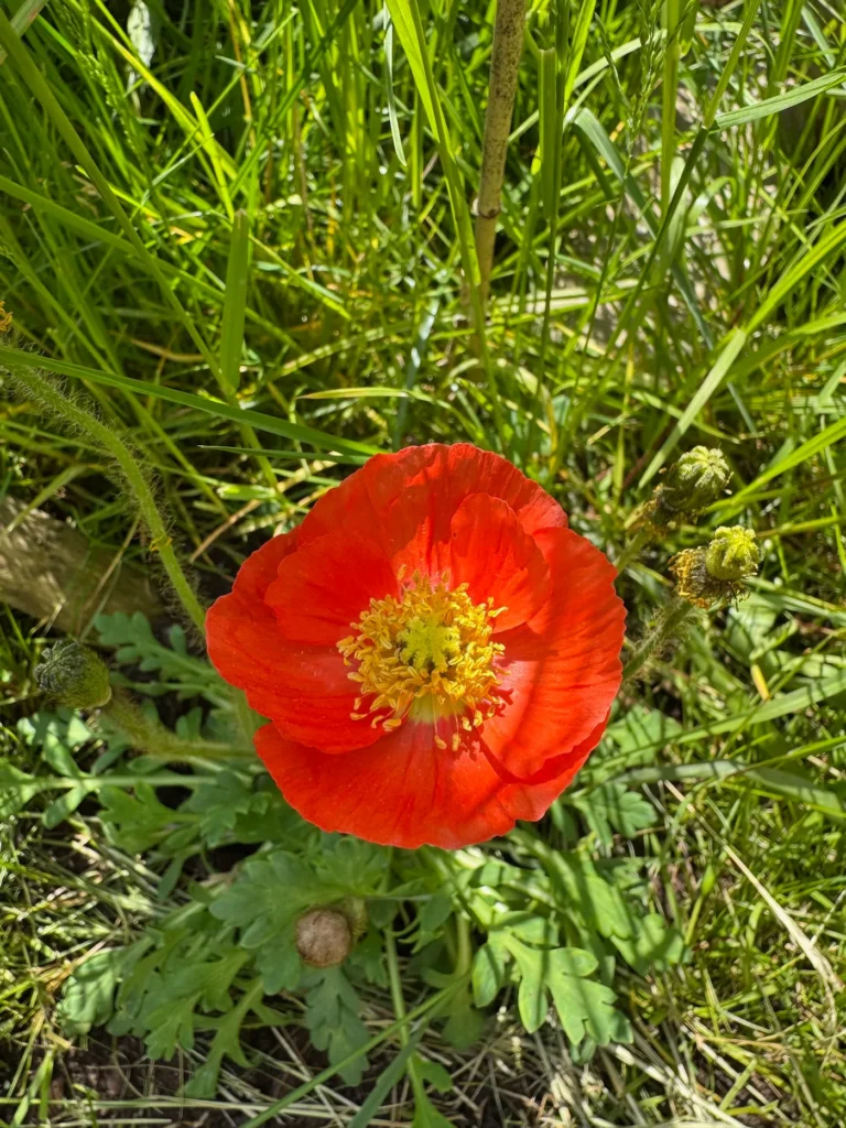 Mohnblume