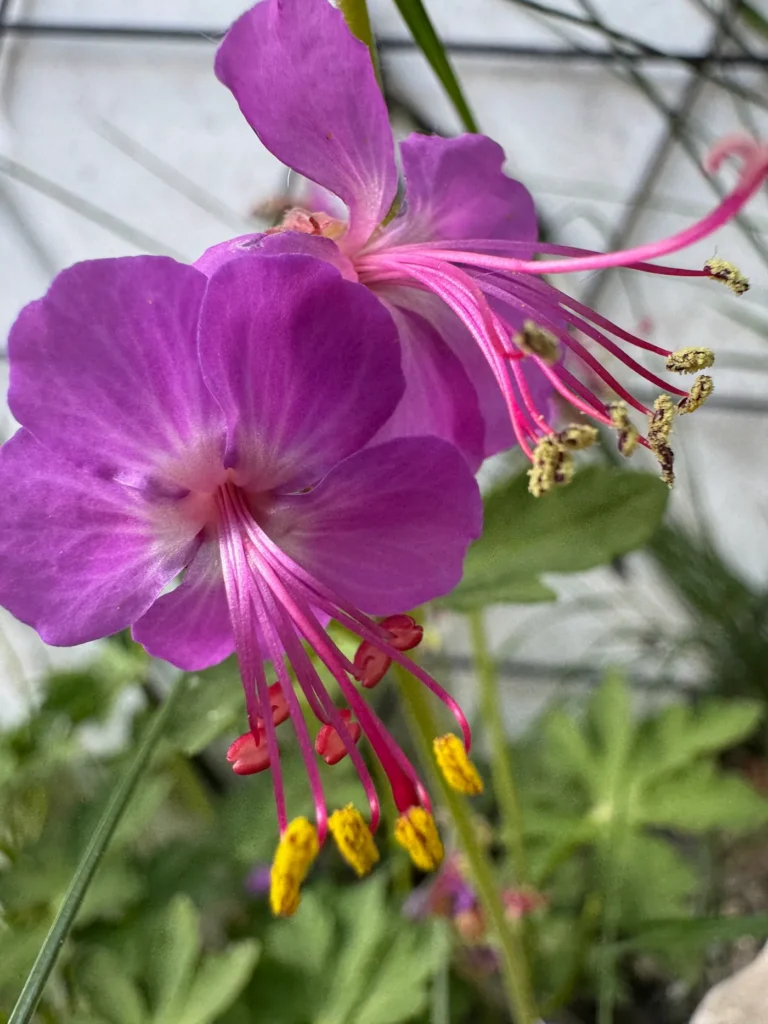 Blüte des Balkan Storchenschnabel