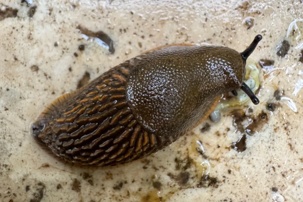 Rote Wegschnecke auf Terrassenboden