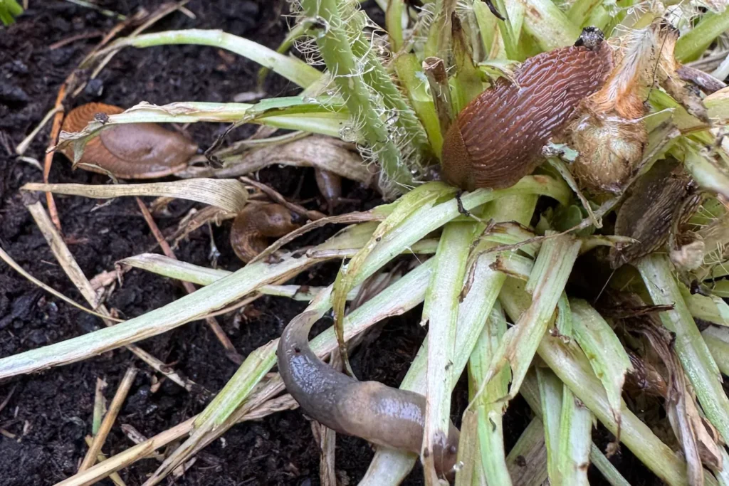 Rote Wegschnecken sitzen auf einer kahlgefressenem Mohnblume