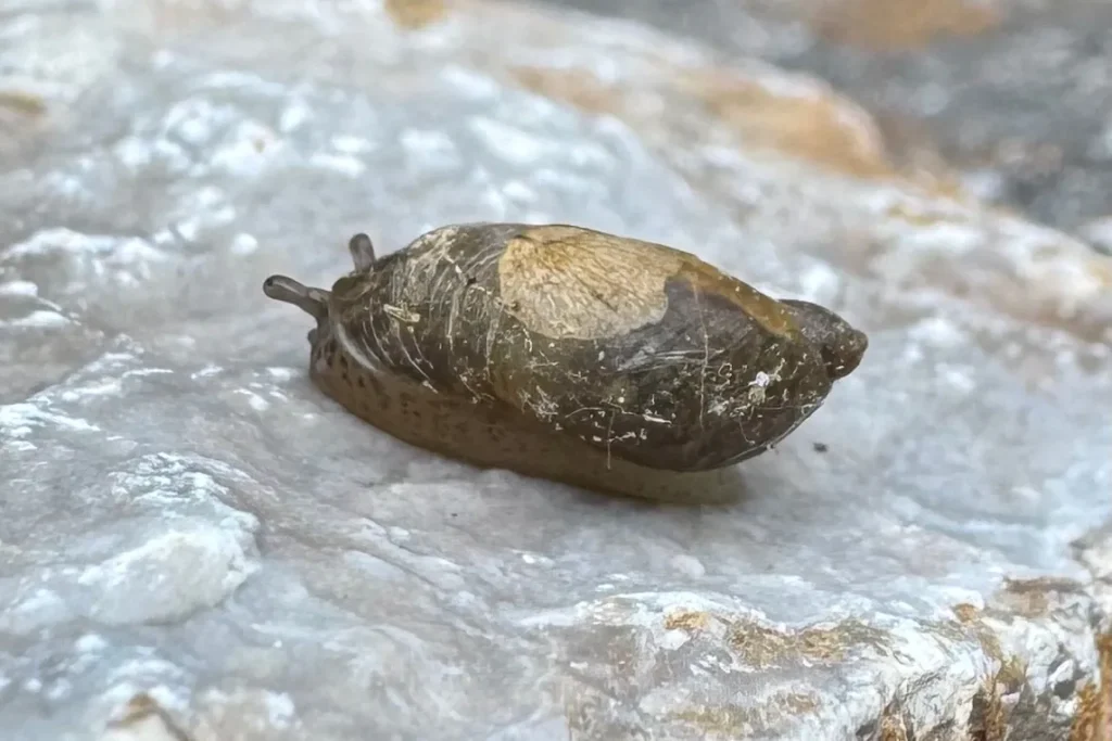 Schlanke Bernsteinschnecke
