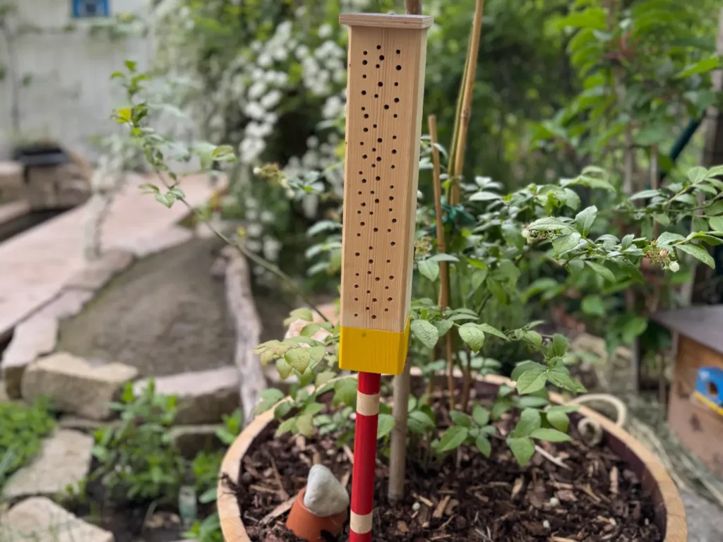 Eine bunt angemalte Nisthilfe steckt in einem Weinfass, in dem Heidelbeeren wachsen.